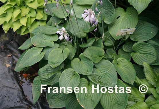 Hosta Happy Hearts